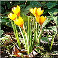 SO6424 : Crocus sativus, February Gold by Jonathan Billinger