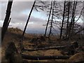 Felled trees at the entrance to Whitelee Windfarm