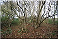 Coppiced trees by the North Downs Way