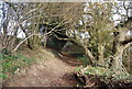 North Downs Way in trees