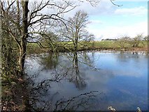 NZ0873 : Roadside pond at Heugh by Oliver Dixon