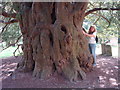 Yew at Slaugham Churchyard