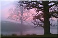 Oak in the mist