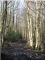 Footpath in Padmall Wood (6)