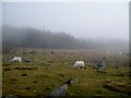 Sheep near Bryn Gwynt