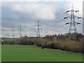 Power lines above, trees below