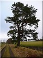 Scots pine near Overhall Mill