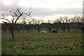 Horses grazing in an orchard