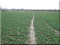 Footpath to Beacon Tree Farm