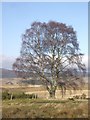 Tree by Correen Cottage