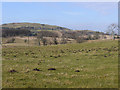 Fields on Rhos y Gell