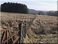 Rough grazing on Rhos y Gell