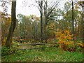 Savernake Forest - Trees