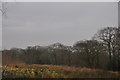 Torridge: Countryside & Trees