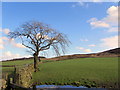 Lonely Tree near Mitton House