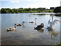 Swans at Newdigate