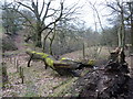 A footpath sign and a fallen tree