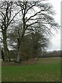 Harbridge Green, line of trees