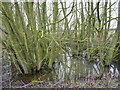 Disappearing pond near Astol