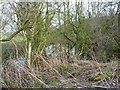 Tiny pond at the north end of The Rookery copse