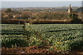 Footpath through daffodils