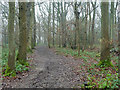 Path, Selsdon Wood nature reserve