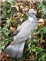 Woodpigeon, Bishopstone