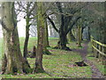 Footpath to Bushy Copse