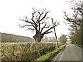 Gnarled old oak tree near White House Farm, Peasenhall