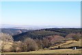 View from Rhos Blaen Gorlech, Brechfa Forest