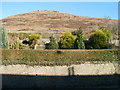 Green garden and brown hillside, Cwmsyfiog