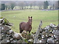 Friendly Horse