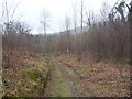 Muddy track through forest towards Brithdir