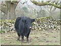 Welsh Black Cow