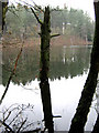 Dead wood in Dead Lake