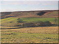 The valley of the Linn Burn south of Westburnhope (2)