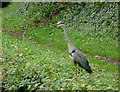 SP0375 : Grey heron by the Worcester and Birmingham Canal by Roger  D Kidd