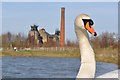 SK4964 : Mute Swan and Pleasley Colliery by Ashley Dace