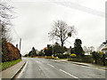 Mistletoe growing south of Leiston