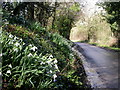 Compton Valence, snowdrops