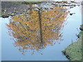 Reflected tree