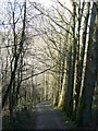 SE1111 : Footpath and trees, Honley Wood Bottom - by Humphrey Bolton