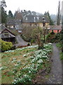 Usk: snowdrops on the castle slopes