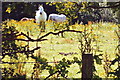 White horse in field, Ampthill