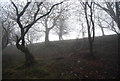 Trees near Netchley Quarry