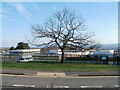 Tree near entrance to Fairwater High School, Cwmbran