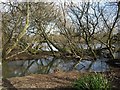 Mouth of Bidwell Brook