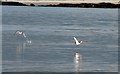 Oystercatchers in flight at Cranfeild Bay