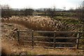 Reed filled ditch