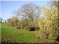 Trees and bushes along a stream, Panteg